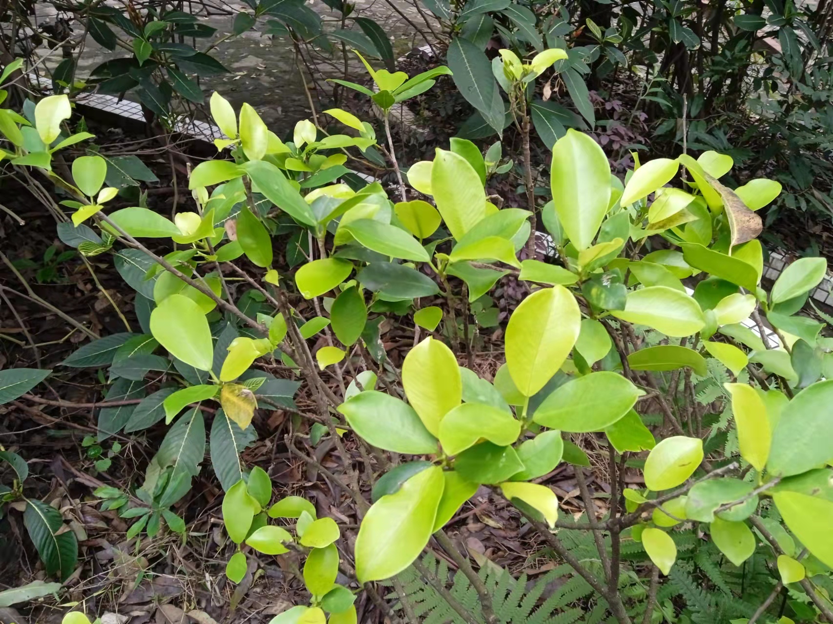 广州白云山春天的植物图片,广州白云山十大草本植物