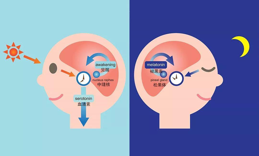 作息昼夜颠倒如何调整,调整日夜颠倒作息时间