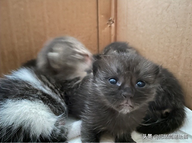 为什么猫咪养着养着就瘦了,猫咪为什么养着养着就发黄了