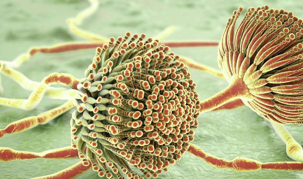 冰箱里馒头久了容易产生黄曲霉素,馒头放冰箱里冷冻会有黄曲霉菌吗