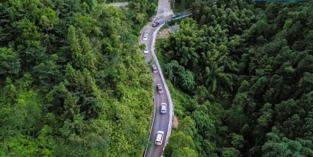 猫咪走太空步原视频最火,猫咪壁虎漫步视频