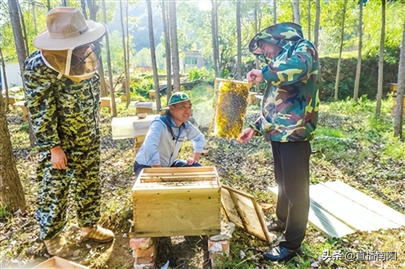 走绿色路打优质牌解锁富民强县“幸福密码”—淅川县创新拓展特色农产品销售综述