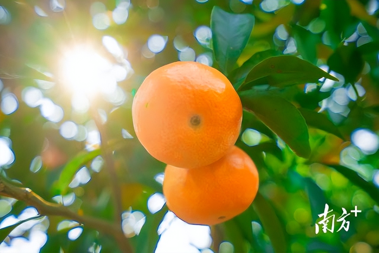四会正宗沙糖桔是纯甜的吗,四会沙糖桔有没有籽