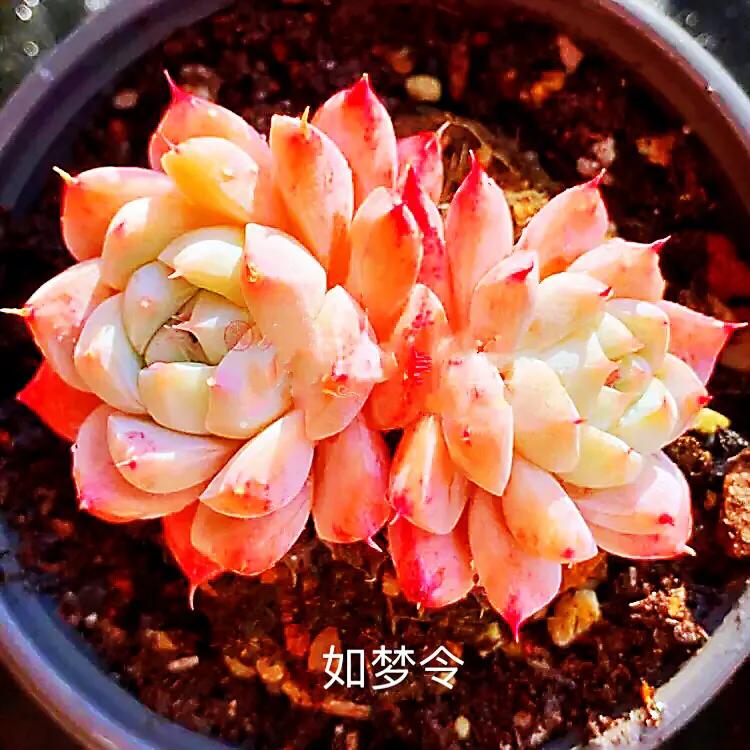 又美又仙的多肉,多肉植物100年的老桩奥普琳娜