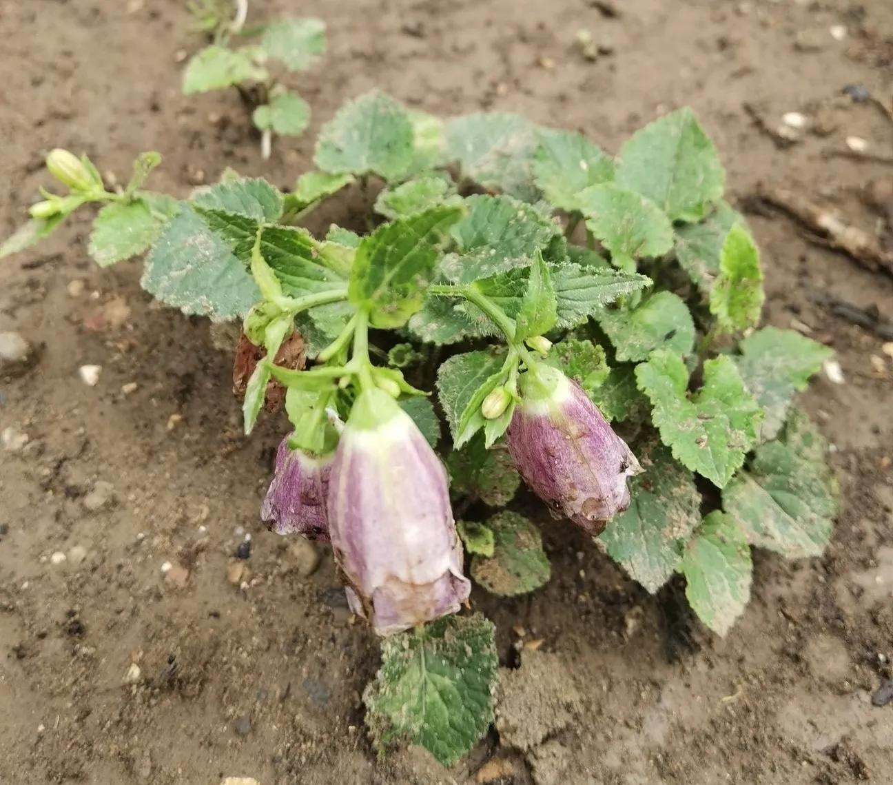 高温天气盼雨来,高温的炙烤