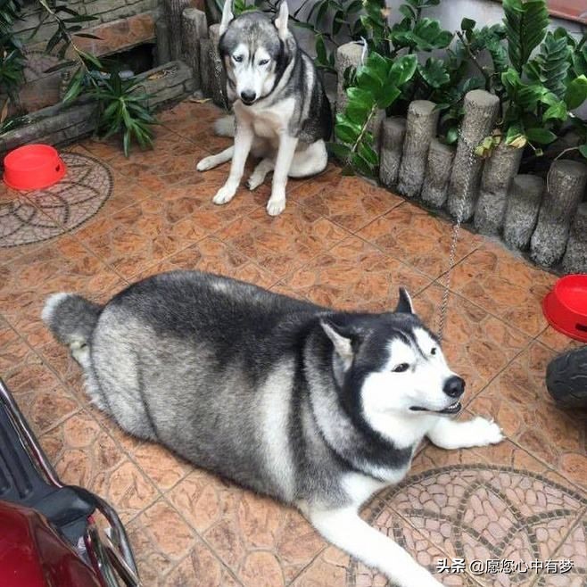 哈士奇拉稀怎么办但是很活泼,哈士奇幼犬拉稀又吐没精神怎么办