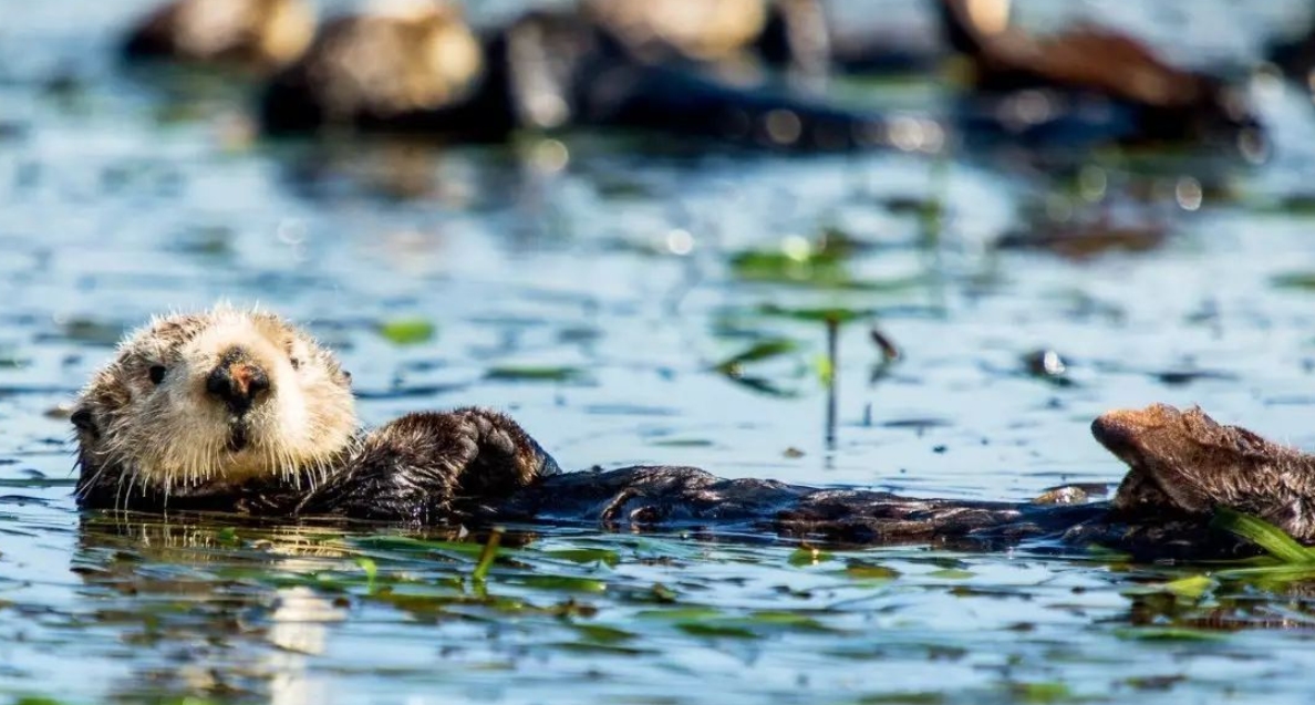 交配明明是为了繁衍后代,为什么雄性海獭,要将雌性折磨致死?