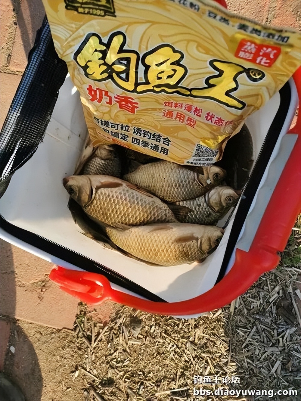 天气变冷怎么钓板鲫,温度升高钓鲢鳙