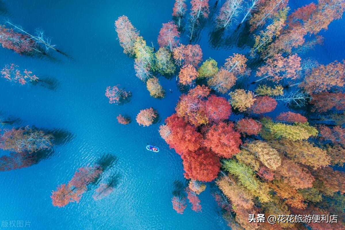 中国杨梅之乡浙江丈亭,中国杨梅之乡三洲