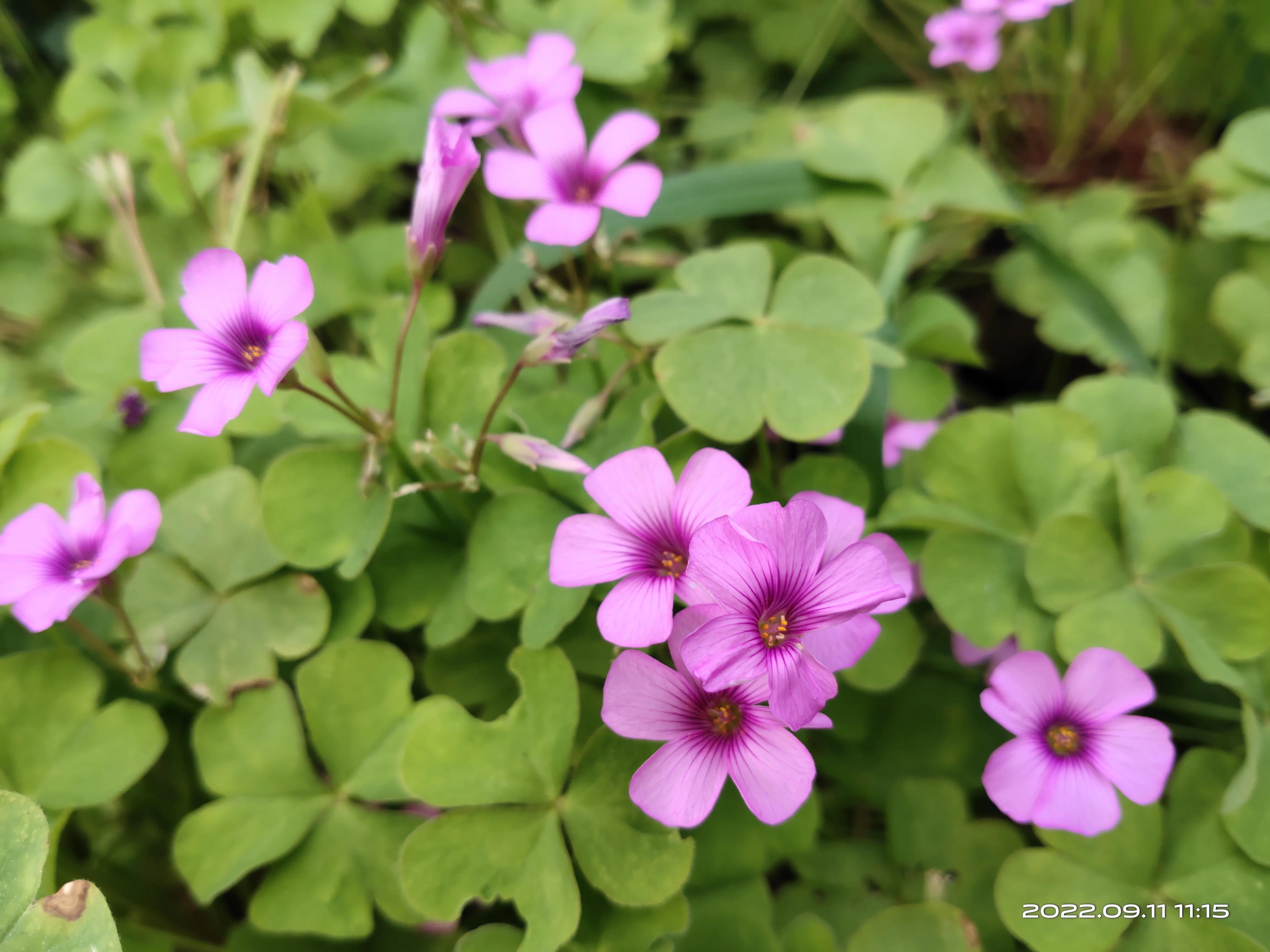 游济南森林公园作文,游济南森林公园攻略怎么写