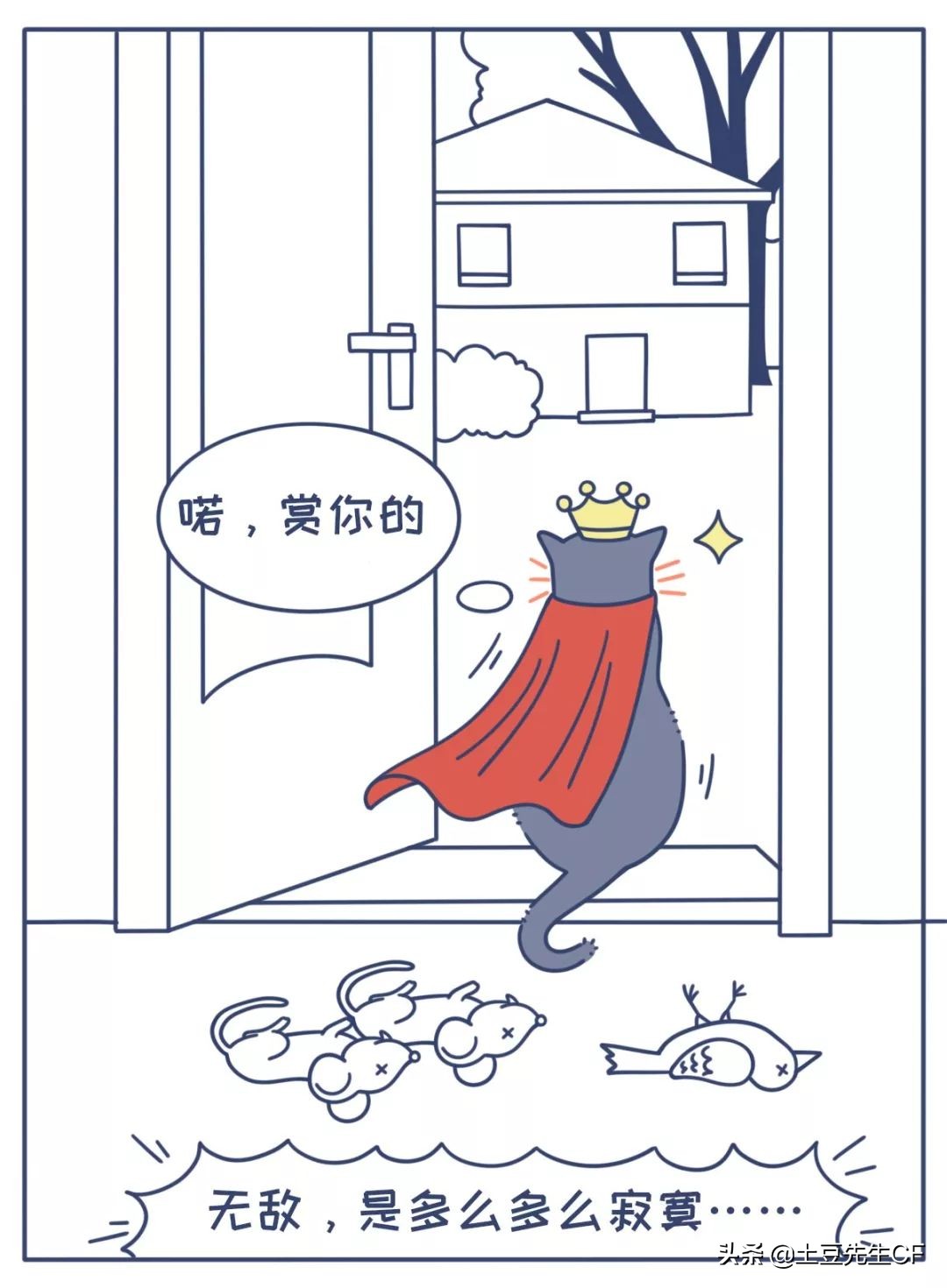 对猫的6个常见误解你中了几条,对猫品种的误解