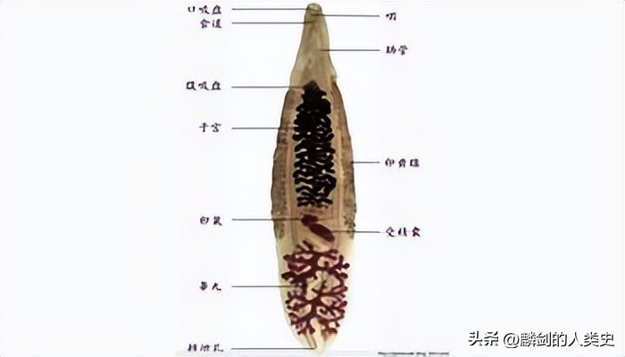 【动物界全系列】旋尾亚目—尖尾下目