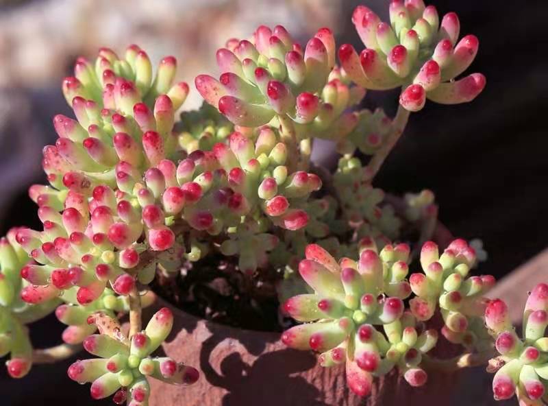 多肉乙女心四月份要不要把头弄掉,果冻乙女心多肉怎么养得又肥又大