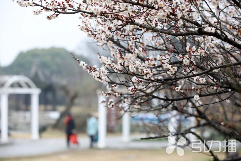 中国赏梅好去处苏州赏梅花,苏州十大赏梅胜地你去过几个