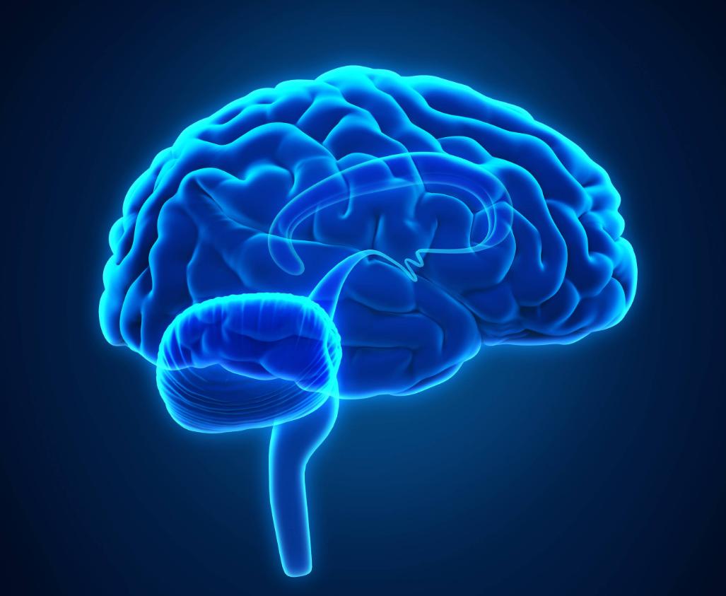 人类大脑为什么越来越厉害,你知道人类大脑的容量有多大