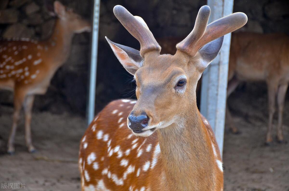 梅花鹿的养殖技术与管理技术,梅花鹿养殖技术