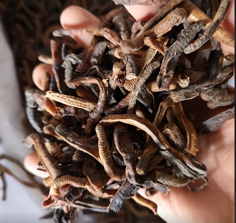 地龙进口需要的资料,越南进口地龙干怎么报关