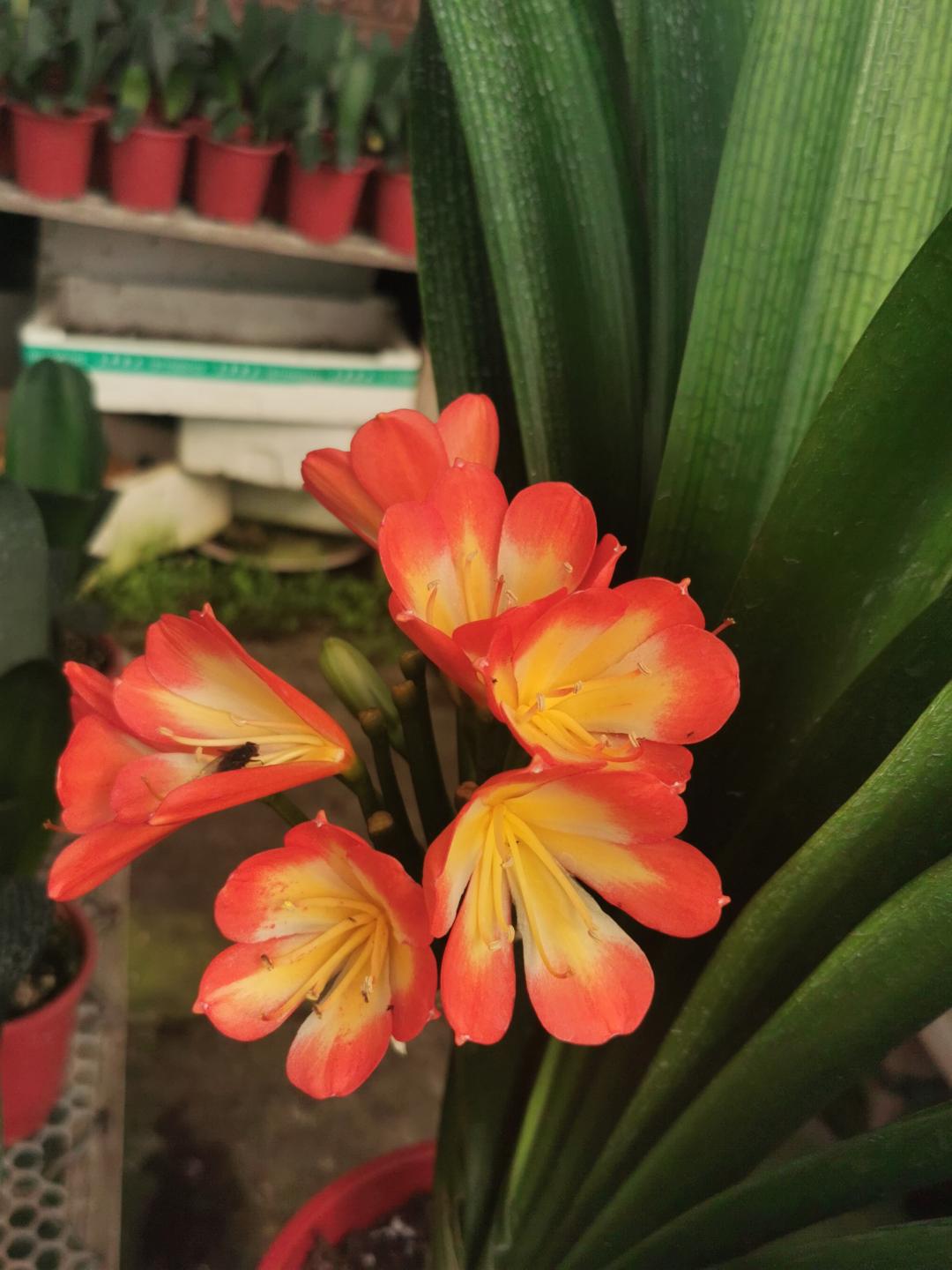 网上卖的花种子靠谱吗,网上买的花种子是假的吗