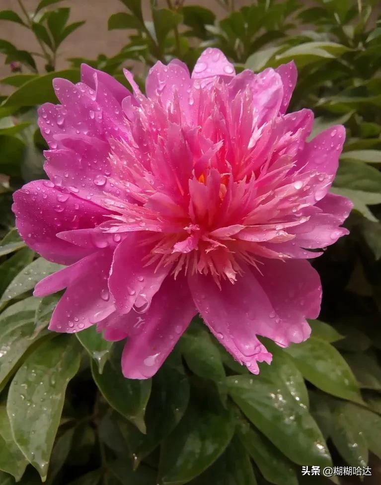 赏心悦目的花朵，风采万千，千姿百态，魅力无限，太美了