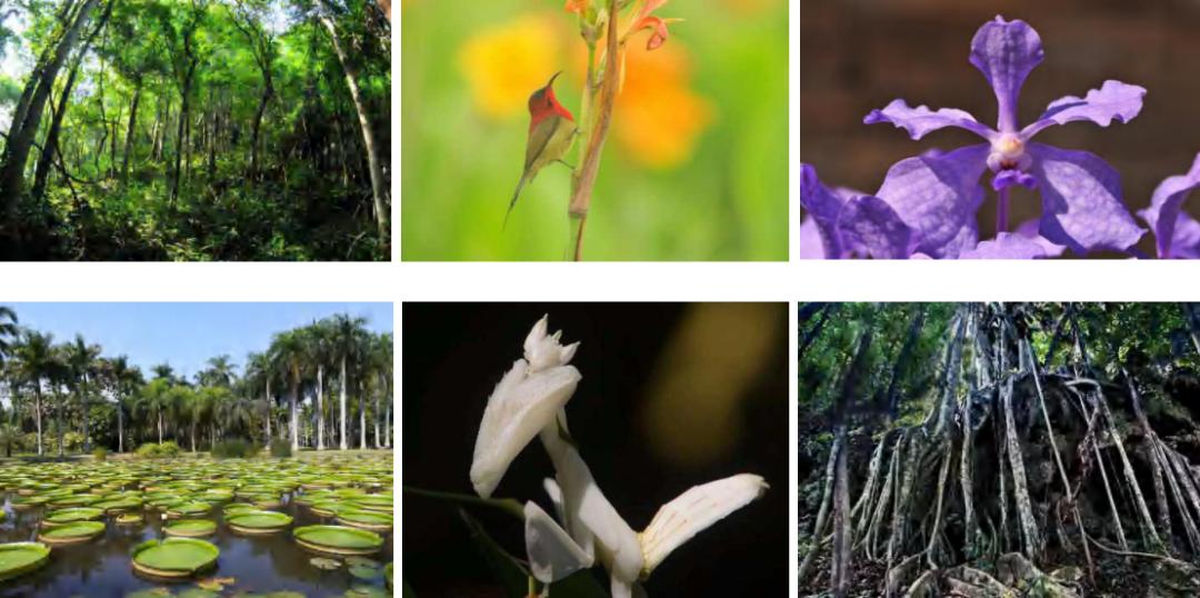 东南亚风情版纳攻略,西双版纳东南亚游