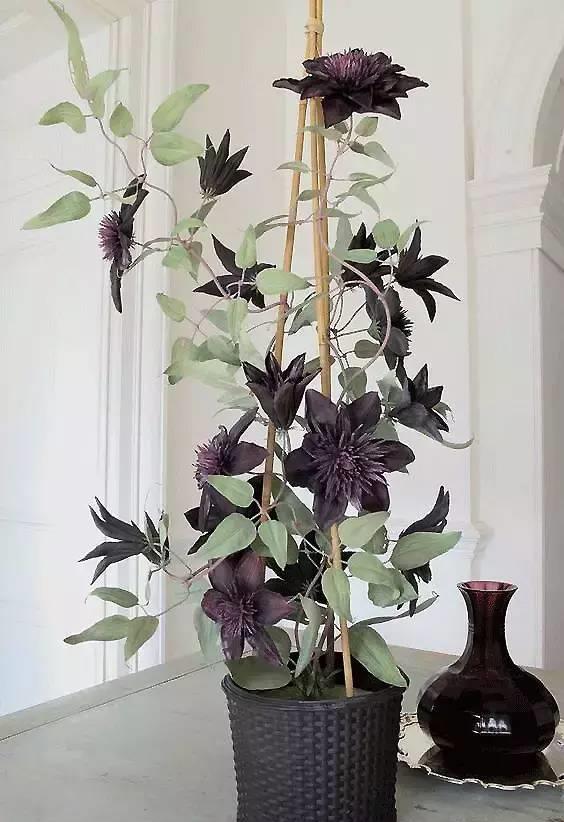 园丁的花园里开出了永生花,园丁永生花