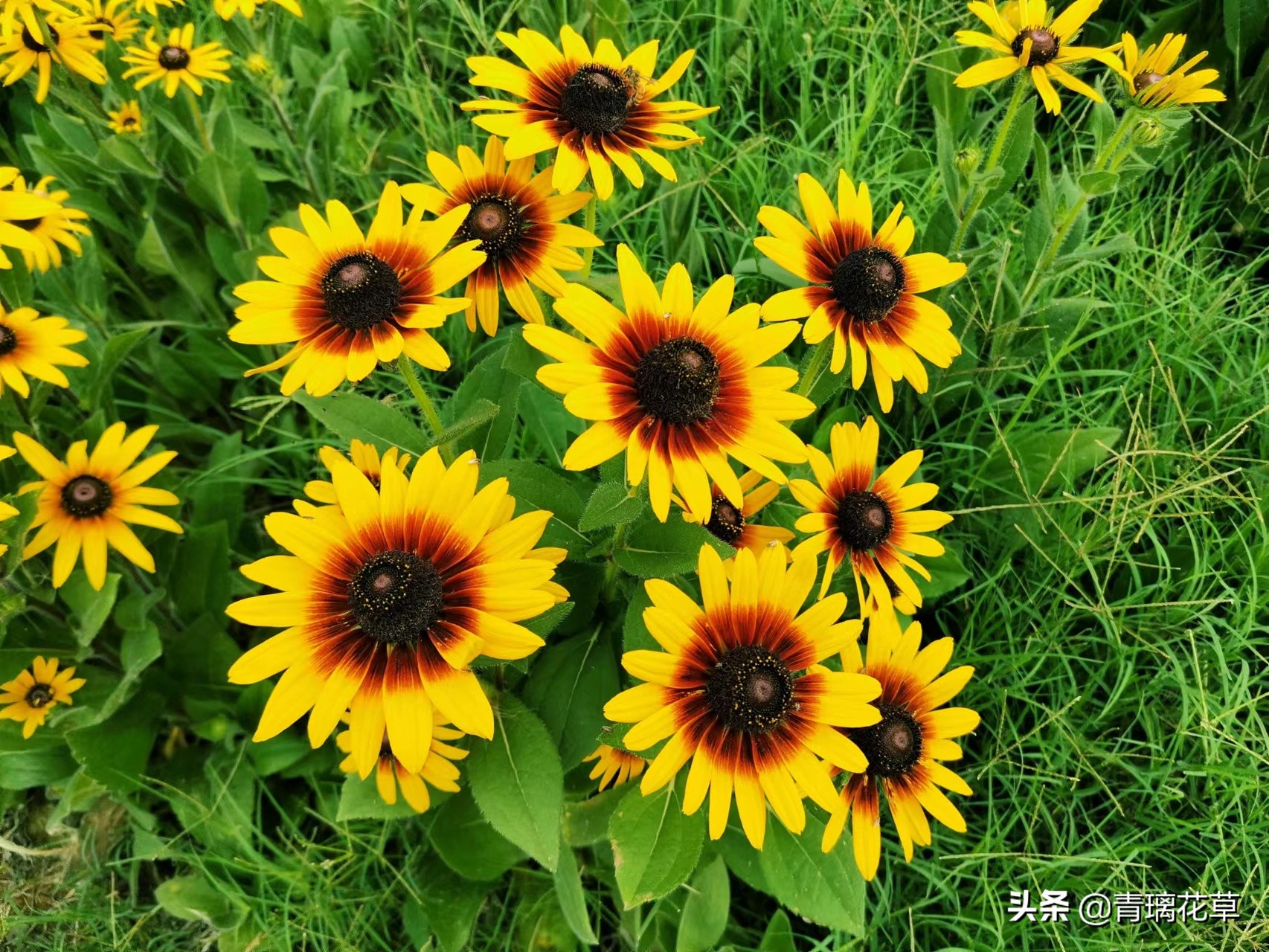 夏天开好多种颜色的小花,夏天里开的最茂盛的花朵有哪些