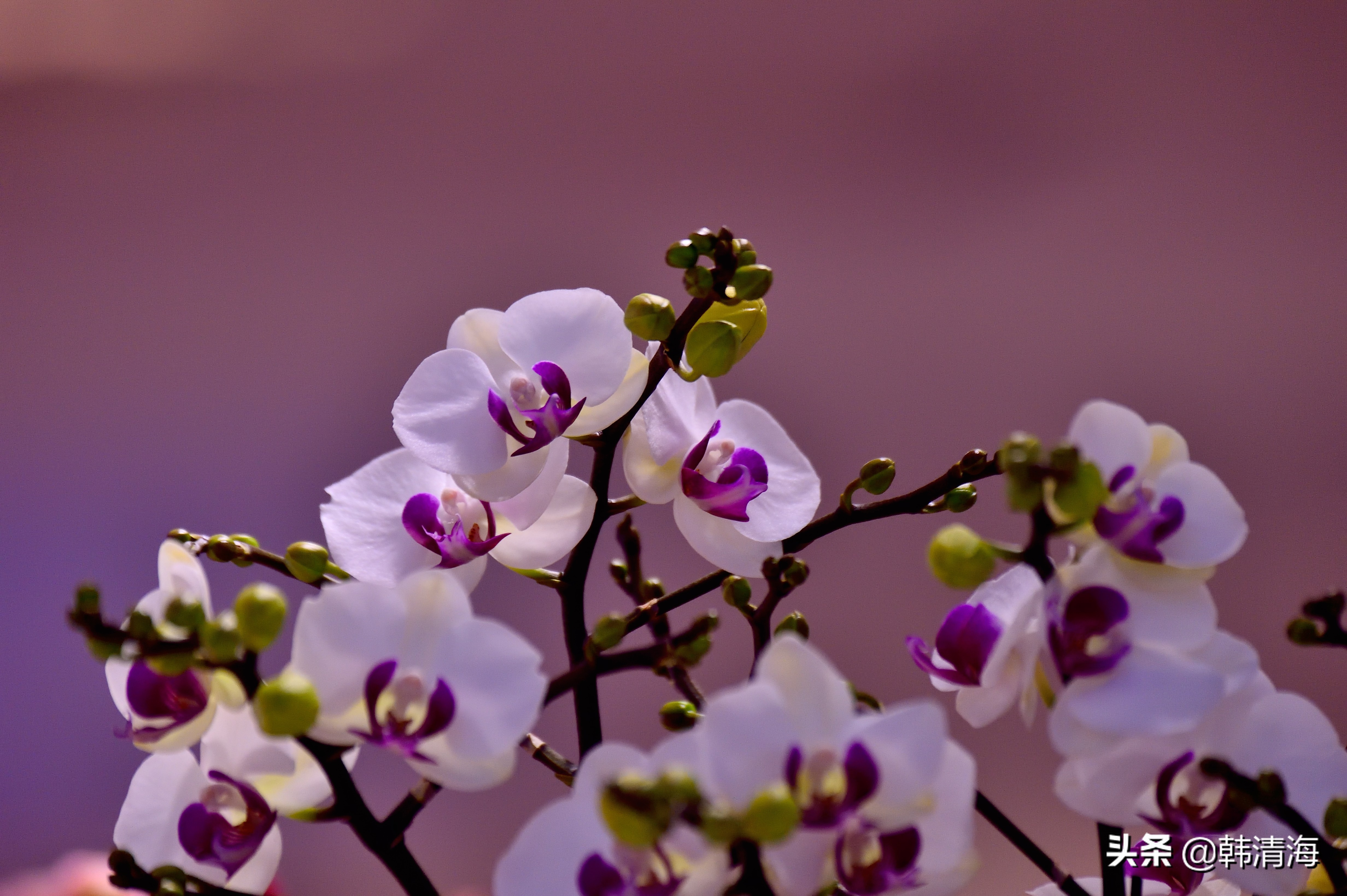 花香满屋真假自辩
