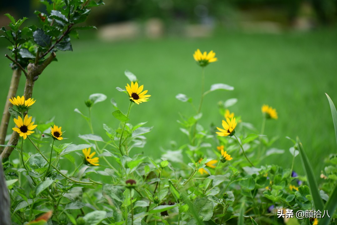 看到你的花园那么惨，我就安心了|园丁