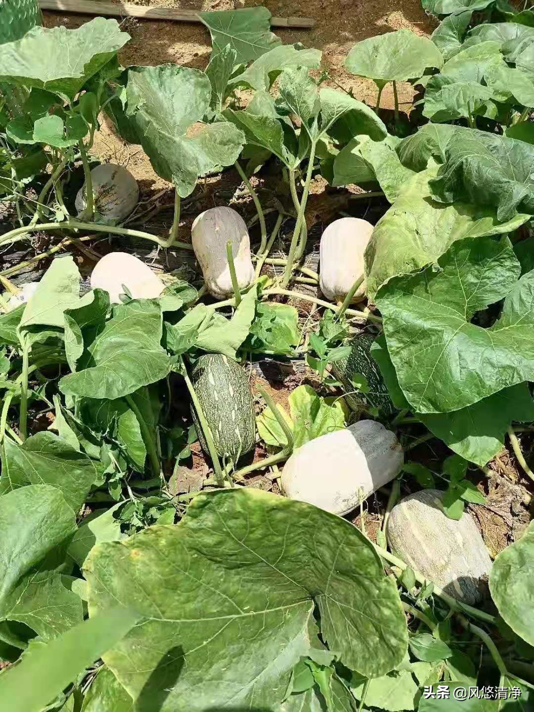 农民致富金点子山鸡,农民致富金点子