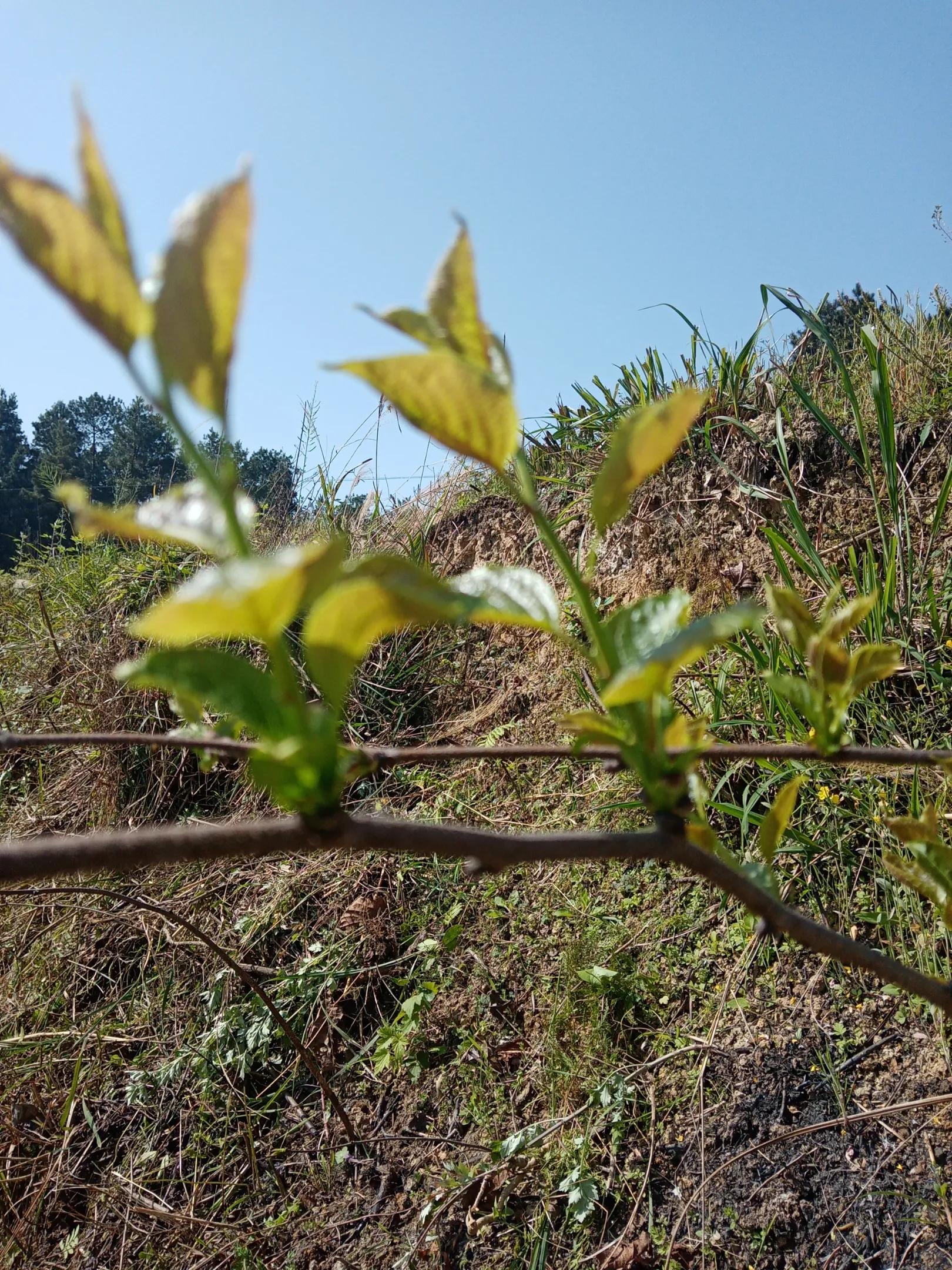 植物杀虫剂苯甲吡唑酯,植物性杀虫剂