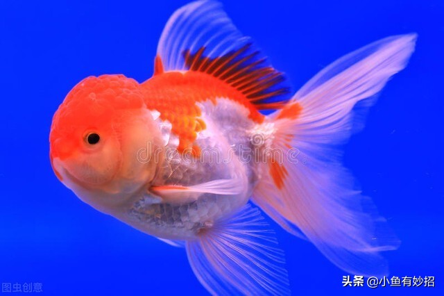 虎头金鱼饲养要领,金鱼的饲养方法教程图解