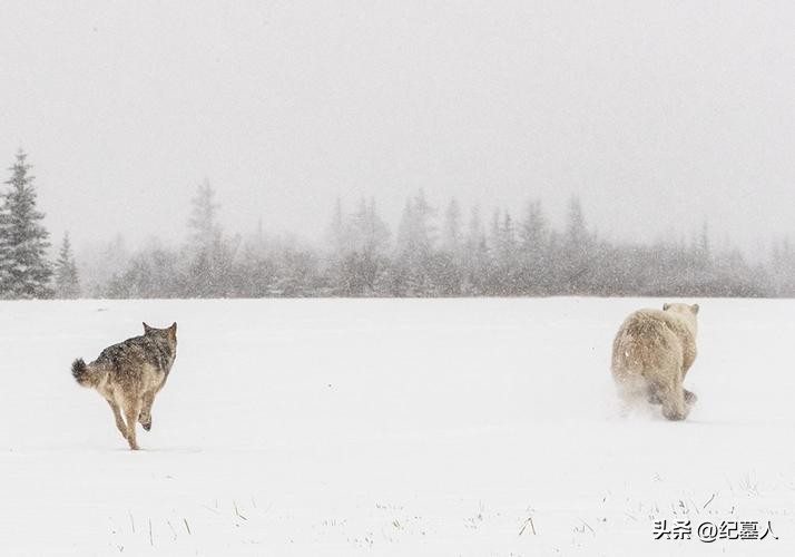 64年勘测队遭遇凶猛狼群，战士心软投喂食物，头狼带群狼前来报恩