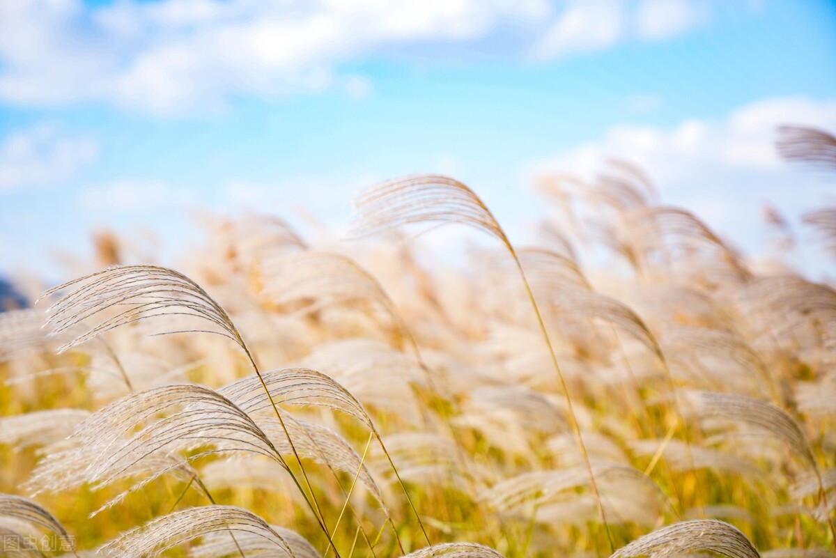 宝剑锋从磨砺出梅花香自苦寒来图,宝剑锋从磨砺出