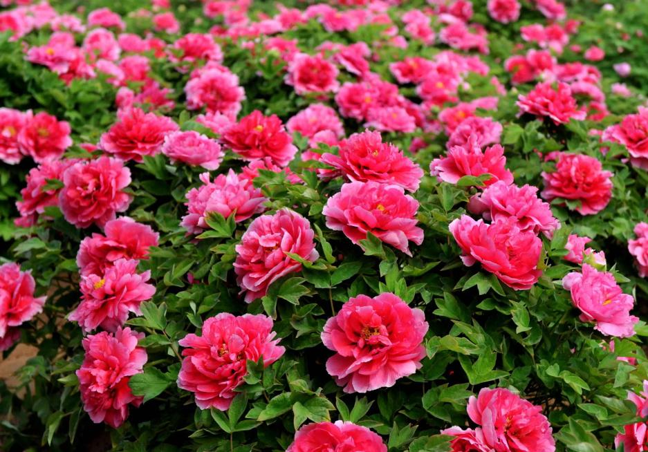 郑州到太行山一号公路自驾路线图,郑州周边自驾免费看红叶最佳路线