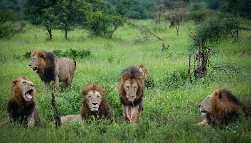 雌狮会赶走狮王么,狮王赶走亚成年雄狮