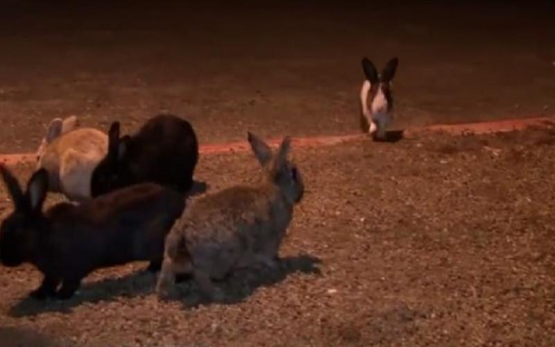 兔子病毒是真的吗,兔子病毒新闻