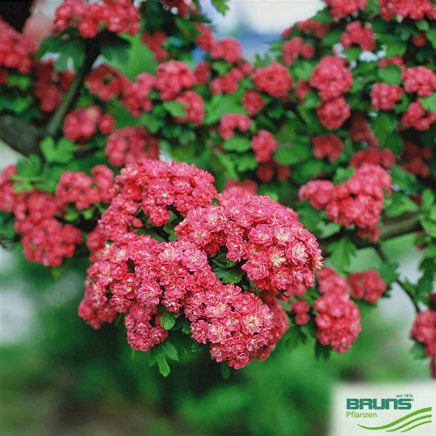 荒山种什么树木经济效益好,山东蒙阴承包荒山10元一亩