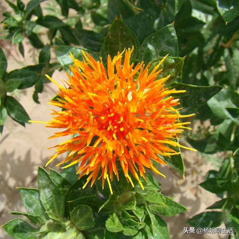 藏红花最便宜多少钱,藏红花最便宜