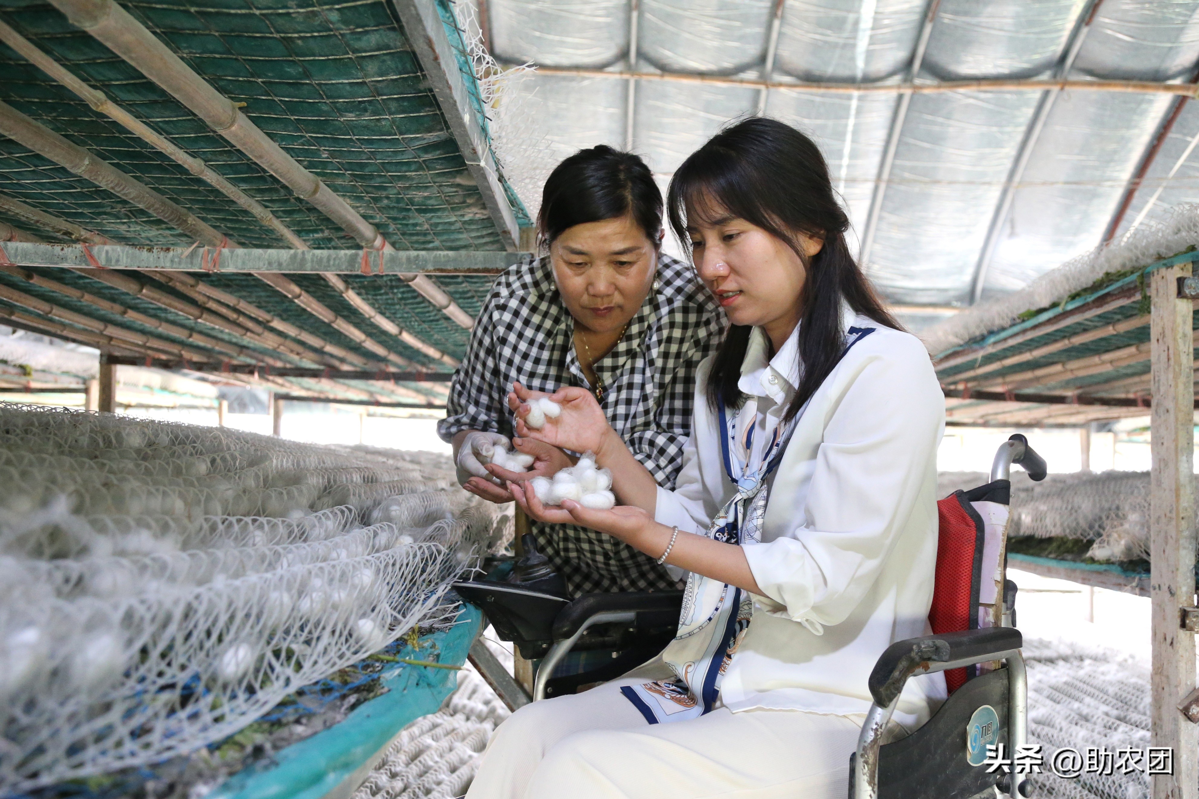 轮椅女孩创业致富,轮椅女人创业视频