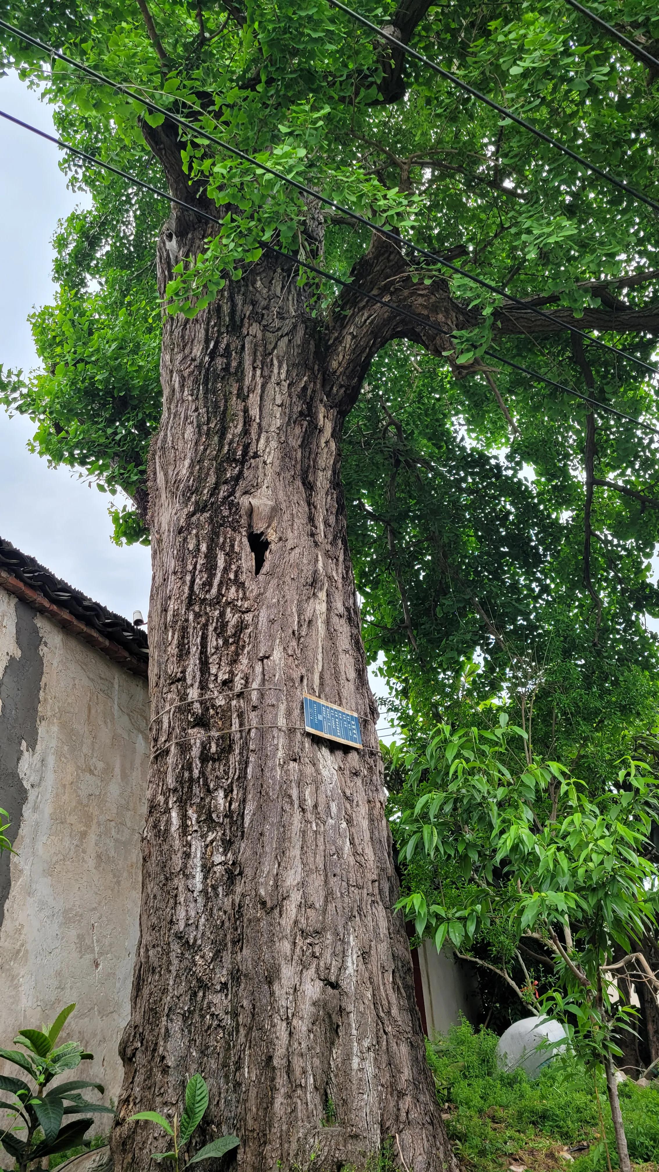 东山杨湾古村看杏叶,东山杨湾古村怎么进去