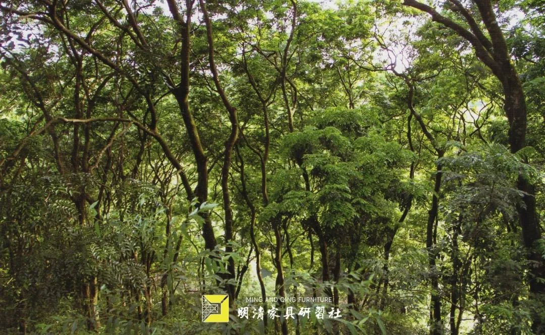 铁力木和铁刀木哪种做大门好,铁力木和铁刀木属于红木吗