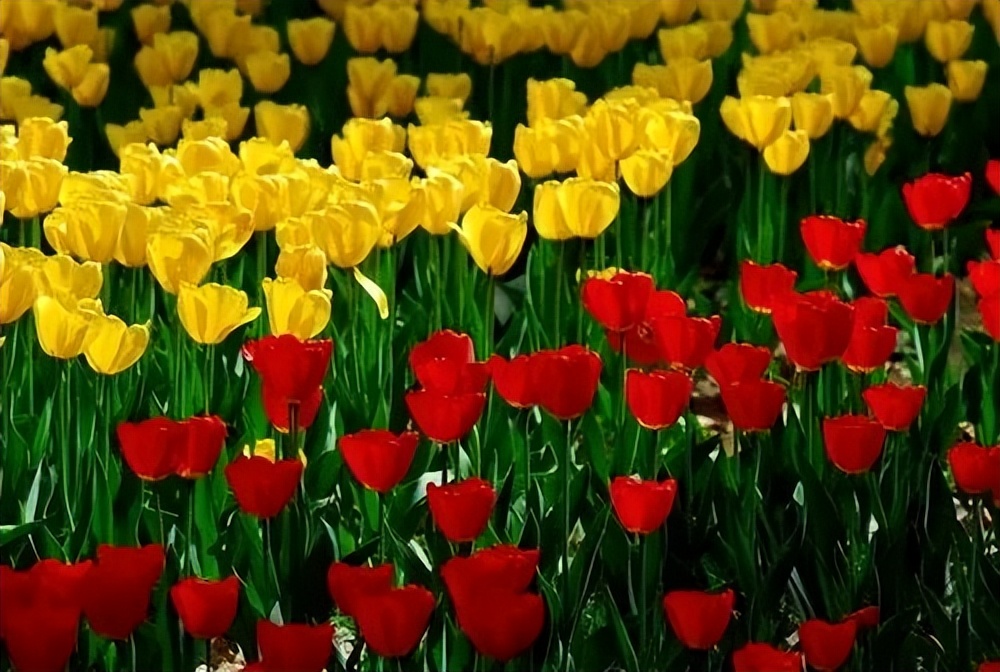 了解郁金香的4个特点,郁金香事件所引发的金融泡沫