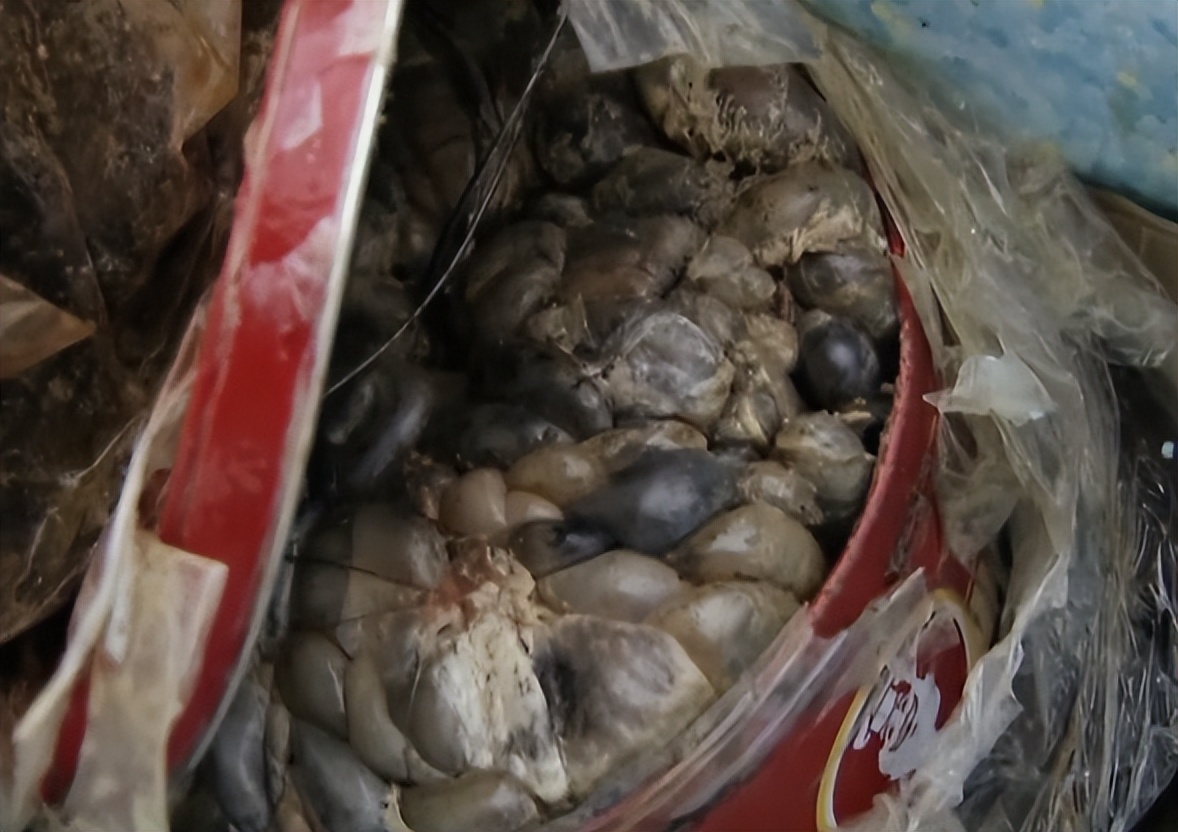 男子钓鱼鱼儿被湖里鲶鱼吃了,男人钓鱼被鲨鱼吃掉