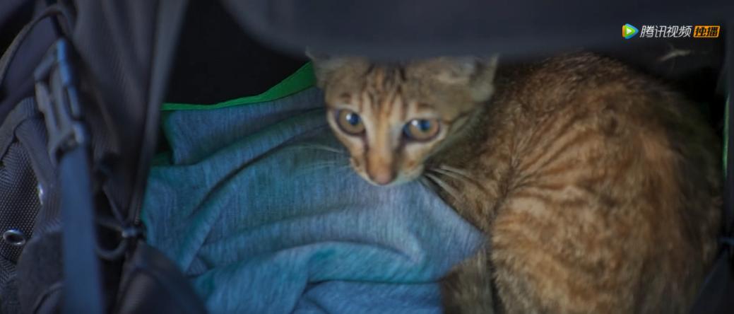 开年第一部爆款国剧，霸屏热搜，被夸黑马，却惹来抄袭争议？