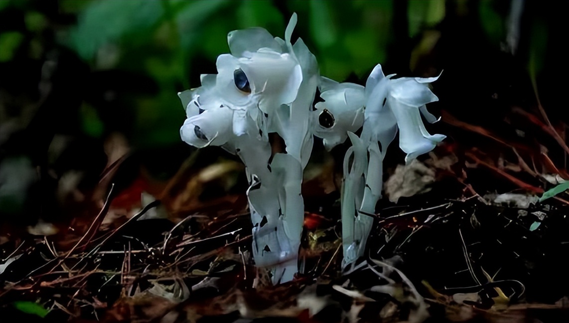 冥界之花为什么叫起死回生的仙草,大量出现冥界之花的预兆