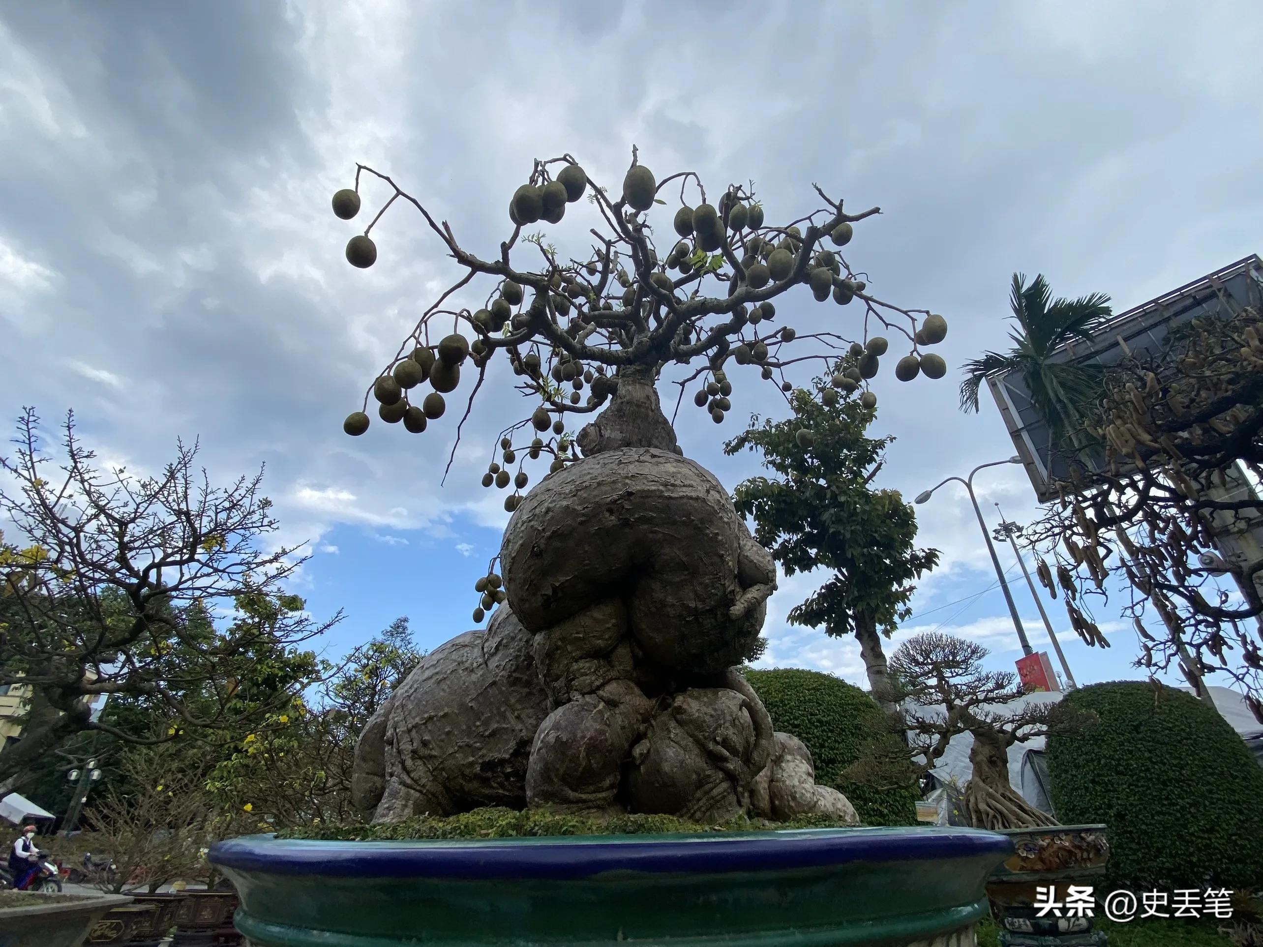 2005年他花6千元买下1棵根系肥大橄榄树，17年后出价14万都不肯卖