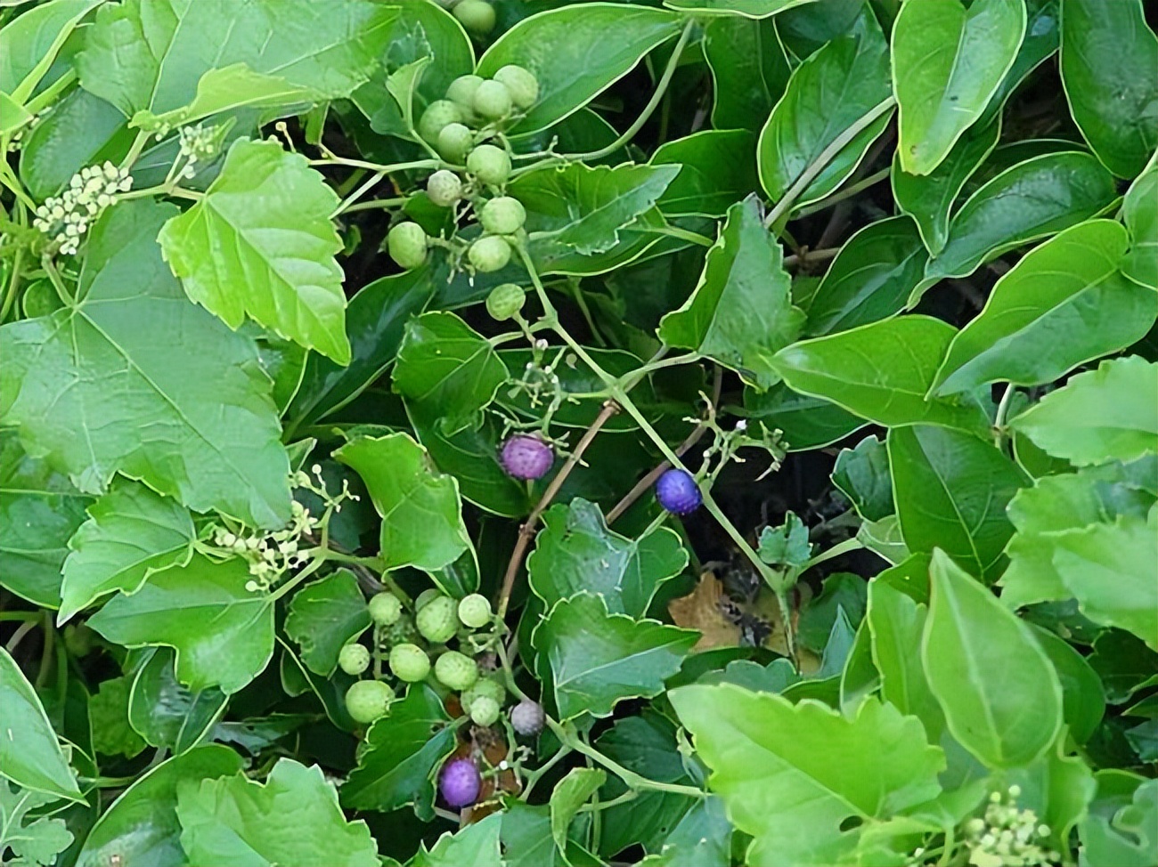 神农本草经白蔹,神农本草白蔹