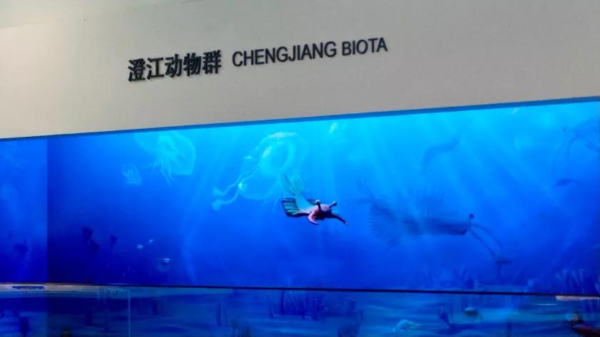 相约博物馆的感受,古生物博物馆南京