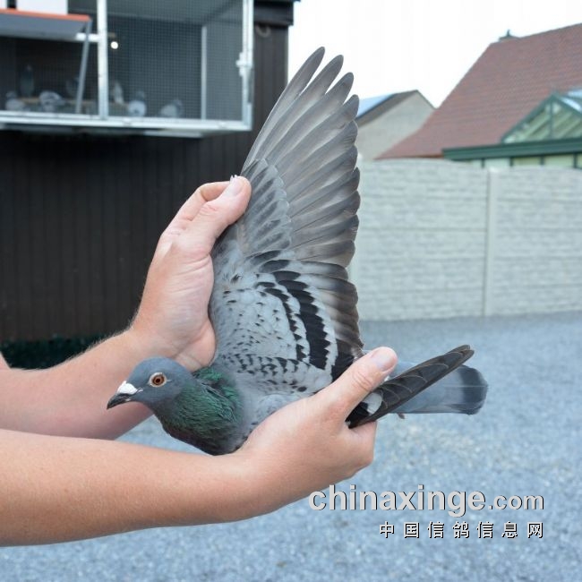 万里挑一的获奖者图片,万里挑一比赛视频