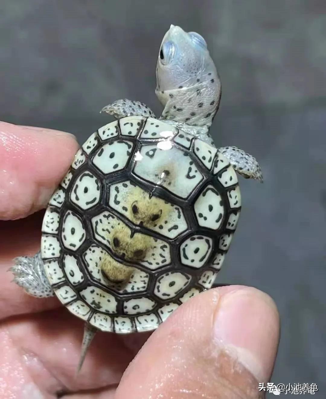 钻纹龟怎么干养,钻纹龟怎么养白